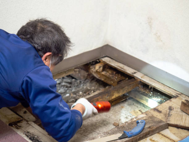 Best Mold Testing  in Hrison, AR