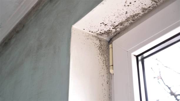 Best Mold Damage Repair  in Hrison, AR