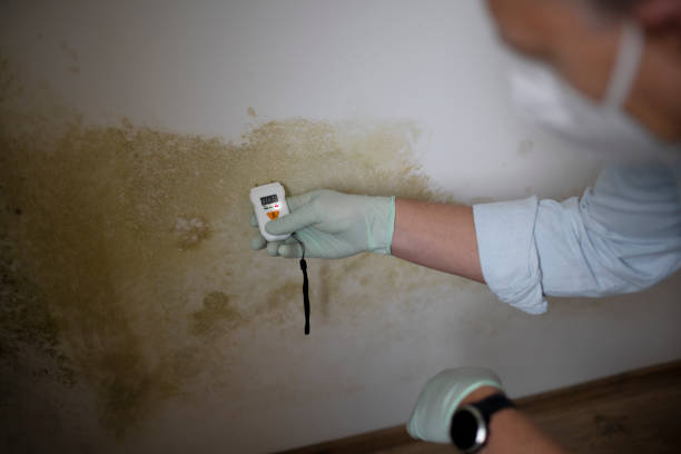 Best Mold Removal Near Me  in Hrison, AR