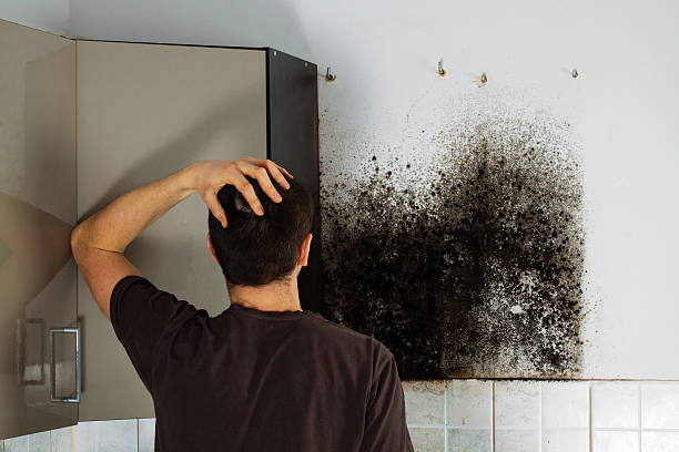 Best Office Mold Removal Services  in Hrison, AR