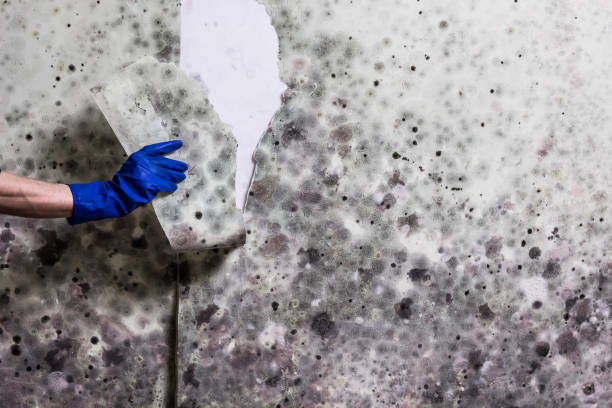 Trusted Harrison, AR Mold Removal Experts