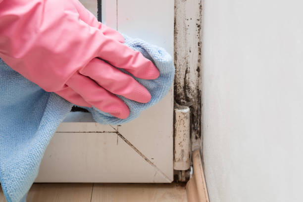 Best Mold Testing  in Hrison, AR