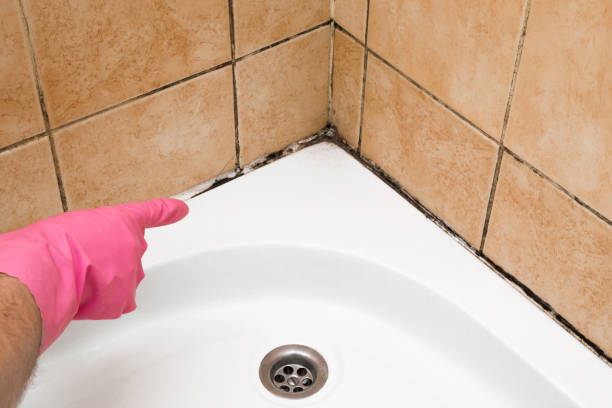 Best Mold Removal Company Near Me  in Hrison, AR