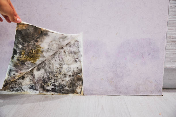 Best Mold Removal and Inspection  in Hrison, AR